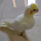 ببغاء كروان لاتينو