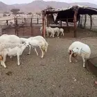 للبيع ضان العدد 6 وبالخروف7
