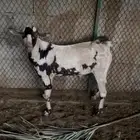 للبيع تيس عماني عله سوم