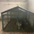 ماعز قزم ((ذكر وأنثى)) للبيع