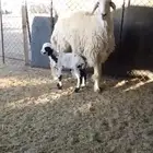 للبيع ثنيه معها خروف