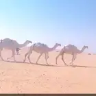 للبيع ضرايب