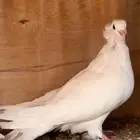 جوز مصري مالطي فاخر جرم