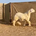 خروف جذع ذبيحة ضيوف