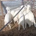 6 هرافي حري لباني تم البيع