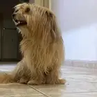 كلب لتبني عمر سنة