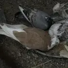 حمام فاخر الحق
