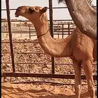 حواره على الحاكم طيبه بالحيل