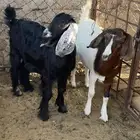 جفار .. تم البيع