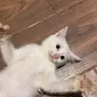 قطط للتبني مجانا