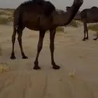 قعود قصب