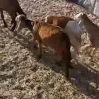 سواكن عمارها 5شهور