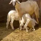 متبع صفرا حلسا تحتها ثنين