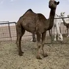 بكره سنها لقيه كففو