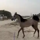 مهر واهو