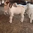 تيس صنف مشروع فحل