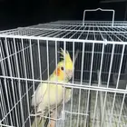 كروان اليف