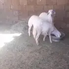 13 خروف للبيع مرابي وكفو ونظيفه