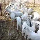 طليان و رخال