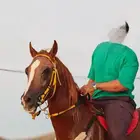 حصان شععبي