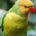 جوز منتج لوري برايفكت نادر