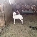 رخل رفيديه