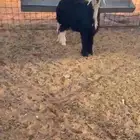 نجديه طيبه