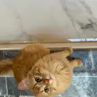 قط للتبني ذكر