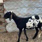 رخل سواكنيه ( تم البيع )