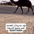 للبيع فحل كفو جدا