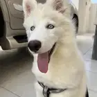 كلب هاسكي سيبيري مدرب