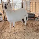 رفيديه ثنيه القناي ما تفوته
