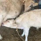 بقرة المانية عليها حسيل