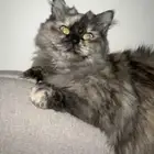 (تبني ليس بيع ) قطه هملايا