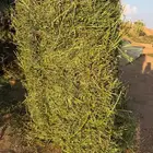 برسيم لبانه كلاس