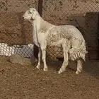 فحل حري جذع