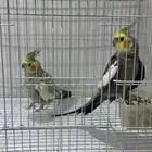 طيور كروان