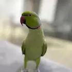 درة متكلم