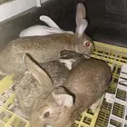 أرانب بلدي واحد فرنسي