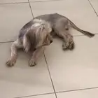كلب للتبني