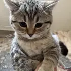 كيتين سكوتش ستريت