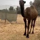 قعود