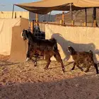 عنز رباع خلفه ( تم البيع )