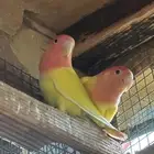 3 روز اوبلاين