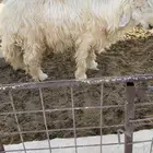 ذابيح اللببع رخلين وطلي سمان