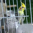 للبيع زوج كروان منتج