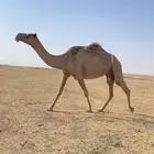 العشرا الشعلا ام القعود الكفو
