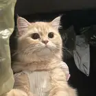 قطه لبتني شيرازي