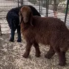 خروف عربي فل