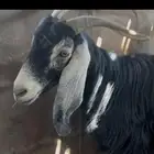 للبيع العنز ميت ولدها